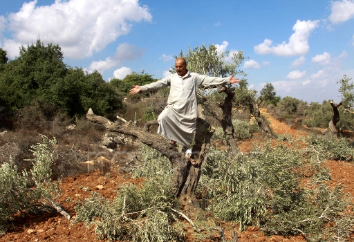 Qaryut olives zuma.jpg