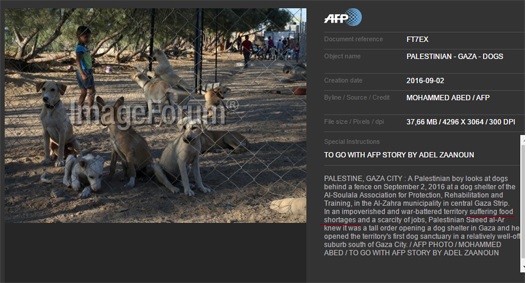 afp food shortage.jpg