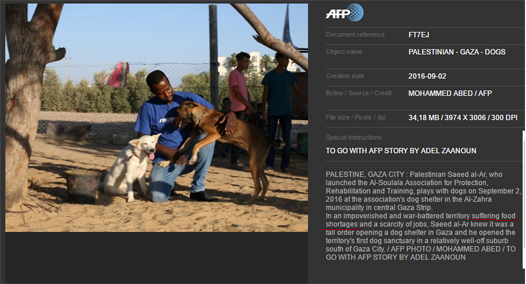 afp gaza food shortage dogs.png